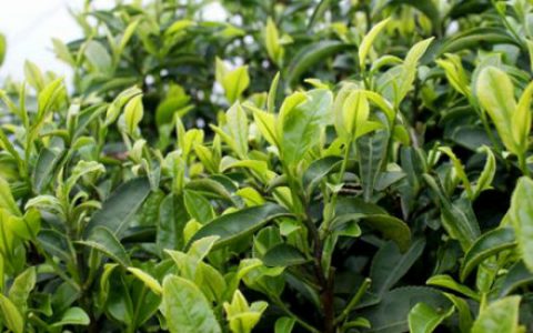 茶叶(茶树的叶子和芽)