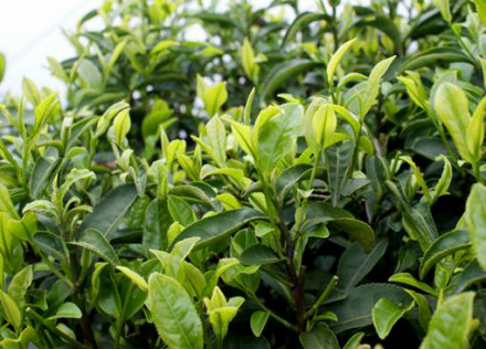 茶叶(茶树的叶子和芽)