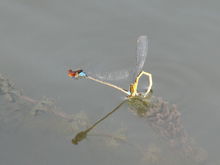 蜻蜓点水(汉语成语)