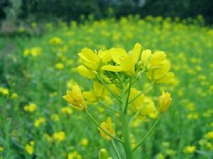 芸薹(十字花科芸薹属植物)