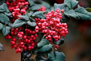 花椒(芸香科花椒属植物)