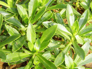 养心菜(蔷薇目景天科植物)