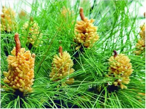 云南松花粉(植物粉末)