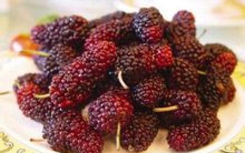 桑葚(荨麻目桑科植物的果实)