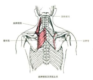 肩胛骨(肩部骨骼)