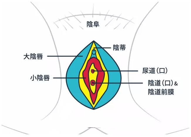 阴蒂(医疗用语)