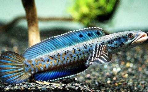 雷龙鱼(鲈形目鳢科动物)