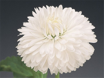 雏菊(菊目菊科植物)