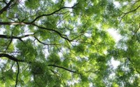 树影婆娑(汉语成语)