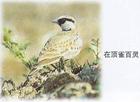 百灵鸟(草原的代表性鸟类)