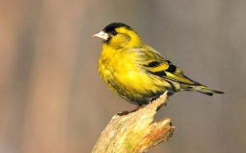 黄雀(雀科金翅雀属鸟类)