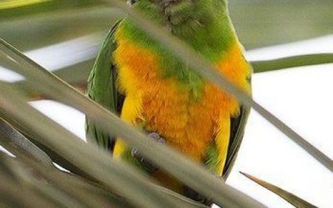 塞内加尔鹦鹉(鹦形目鹦鹉科动物)