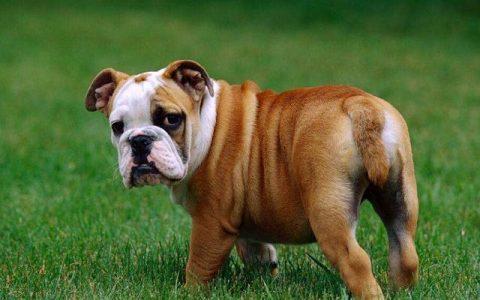 美国斗牛犬(犬科犬属动物)