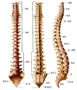 腰椎退行性病变(腰椎自然老化的生理病理过程)