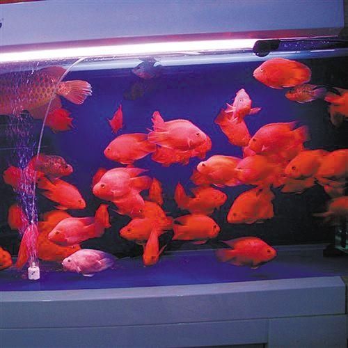 鹦鹉鱼(硬骨鱼纲动物)
