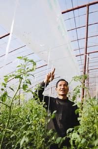 蔬菜大棚(种植蔬菜的框架覆膜结构)