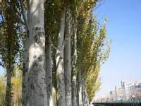 白杨树(杨柳科植物)