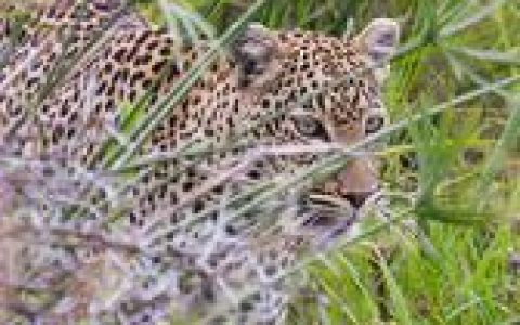 非洲豹(大型猫科动物)