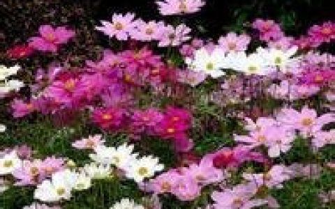 姹紫嫣红(汉语成语)