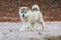 大型犬品种(犬科犬属动物)