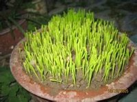 小麦草(一种植物)