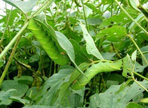 豆单(昆虫)
