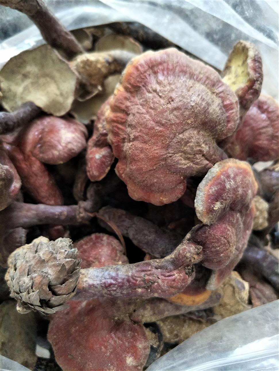 血灵芝(多孔菌科真菌)