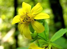 熊掌花(一月五日生日花)