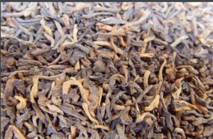普洱熟茶(山茶科山茶属植物)