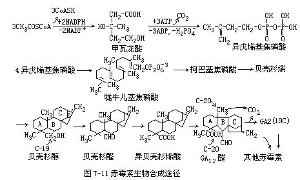 赤霉素(植物激素)