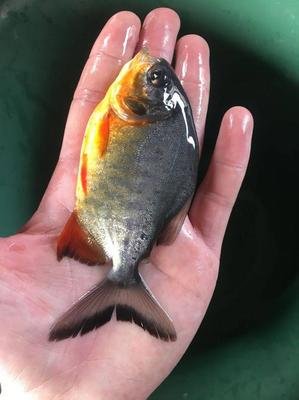 淡水白鲳(脂鲤目脂鲤科动物)