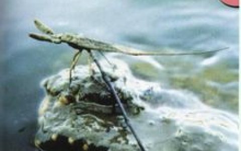 水蝎子(半翅目隐角亚目田鳖科动物)