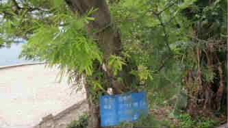 圣诞树(园林植物圣诞树)