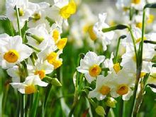 漳州水仙花(凌波仙子)