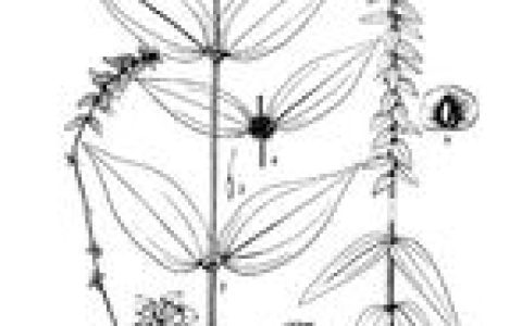 糯米团(荨麻科植物)