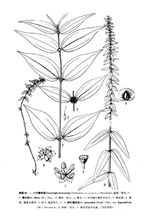 糯米团(荨麻科植物)