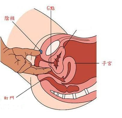 G点(女性的高度敏感区)