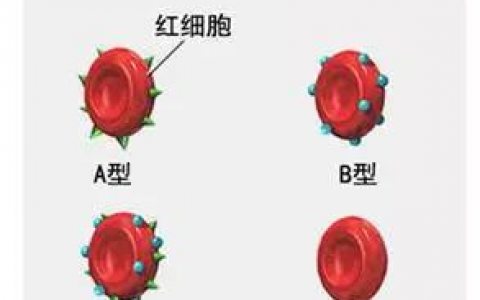 b型血(人类血型的一种)