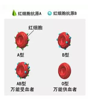 b型血(人类血型的一种)