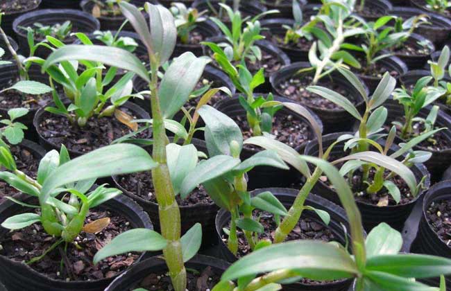 石斛(兰科石斛属植物)