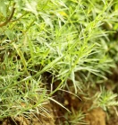 蒿叶猪毛菜(藜科猪毛菜属植物)