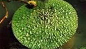 芡(睡莲科植物)