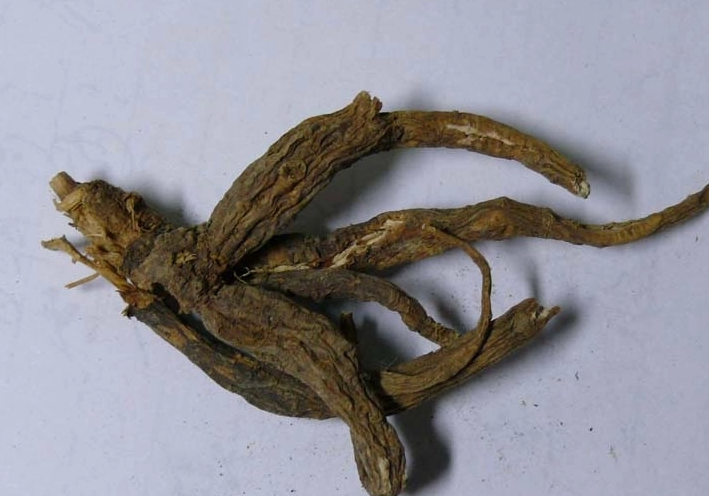 隔山香(伞形科当归属植物)