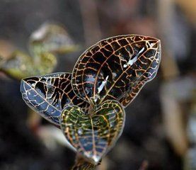 金线莲(兰科开唇兰属植物)