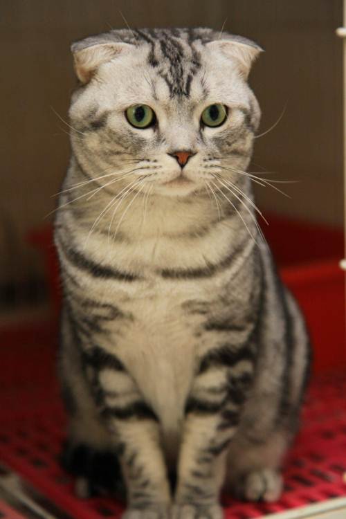 苏格兰折耳猫(小型猫科哺乳动物)