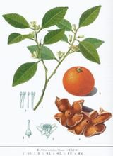 橘(中药材名)