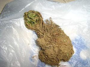 九死还魂草(草本蕨类植物)
