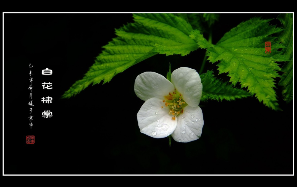 棠棣(蔷薇科花名)