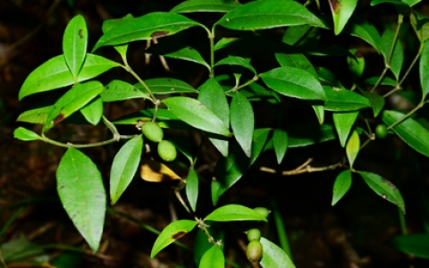 串珠子(夹竹桃科链珠藤属植物)