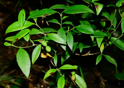 串珠子(夹竹桃科链珠藤属植物)